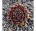 Sempervivum MYRTLE