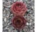 Sempervivum ADELTRUID