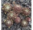 Sempervivum ALBUM ROSEUM