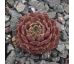 Sempervivum ALSTERHERBST