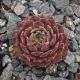 Sempervivum ALSTERHERBST