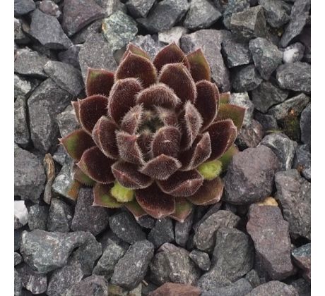 Sempervivum AMELUNGA