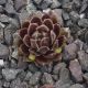 Sempervivum AMELUNGA