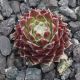 Sempervivum ANDINN FURCAS