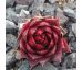 Sempervivum FIRE