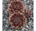 Sempervivum ANISTTE