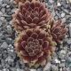 Sempervivum ANISTTE