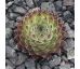 Sempervivum ANNE MARIE