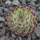 Sempervivum APOLLONIA