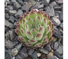 Sempervivum APPOLINARIA