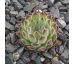 Sempervivum APPOLINARIA