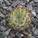 Sempervivum APPOLINARIA