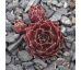 Sempervivum AUKINA