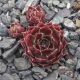 Sempervivum AUKINA