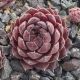 Sempervivum AQUILA