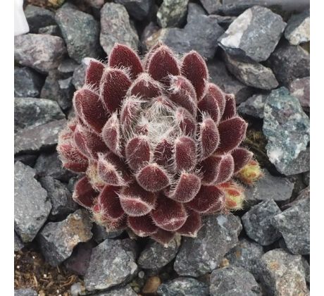 Sempervivum AVERIL