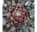 Sempervivum AVERIL