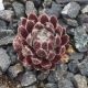Sempervivum AVERIL