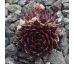Sempervivum BANJO