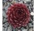 Sempervivum BELLOT`S POURPRE