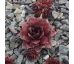 Sempervivum BLACK PANTHER