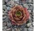Sempervivum HODI`S ABENDSTERN