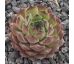 Sempervivum HUSMANNYI