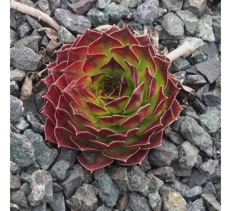 Sempervivum IDILIA