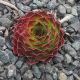 Sempervivum IDILIA