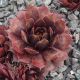 Sempervivum INNOCENTIA