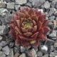 Sempervivum INTERLACE