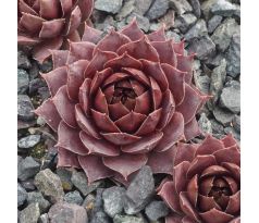 Sempervivum IRIS