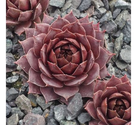 Sempervivum IRIS
