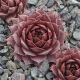 Sempervivum IRIS