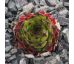 Sempervivum JADE