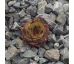 Sempervivum JAMMETA
