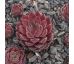 Sempervivum JEANETTE