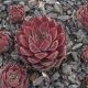 Sempervivum JEANETTE