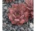 Sempervivum JOKE