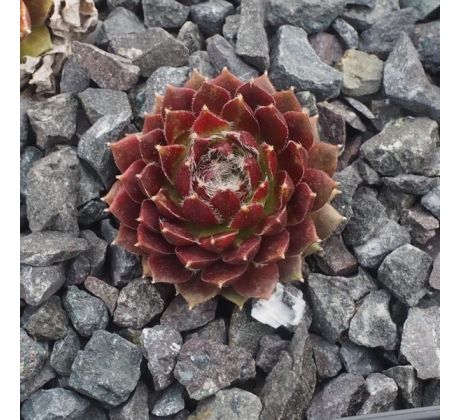 Sempervivum JUBILEE TRICOLOR