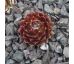Sempervivum JUBILEE TRICOLOR