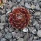 Sempervivum JUBILEE TRICOLOR