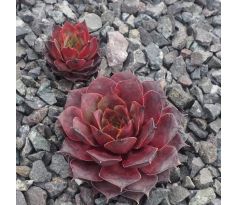 Sempervivum JUTTA