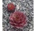Sempervivum JUTTA