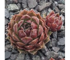 Sempervivum JUTUMHEIN