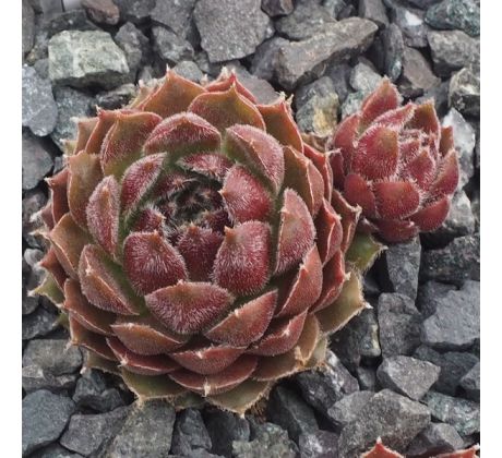 Sempervivum JUTUMHEIN
