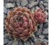 Sempervivum JUTUMHEIN