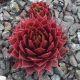 Sempervivum KALLEKIN