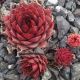 Sempervivum KANTANGEL
