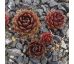Sempervivum KELUT